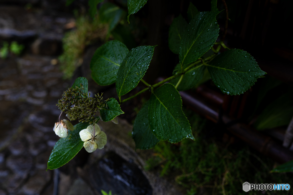 Hydrangea on a rainy day♪