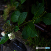 Hydrangea on a rainy day♪