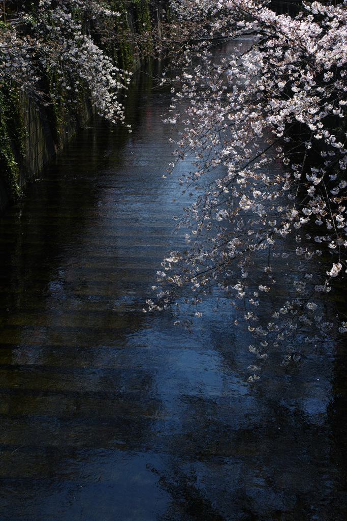 艶麗の桜