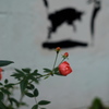 情熱の赤い薔薇♪