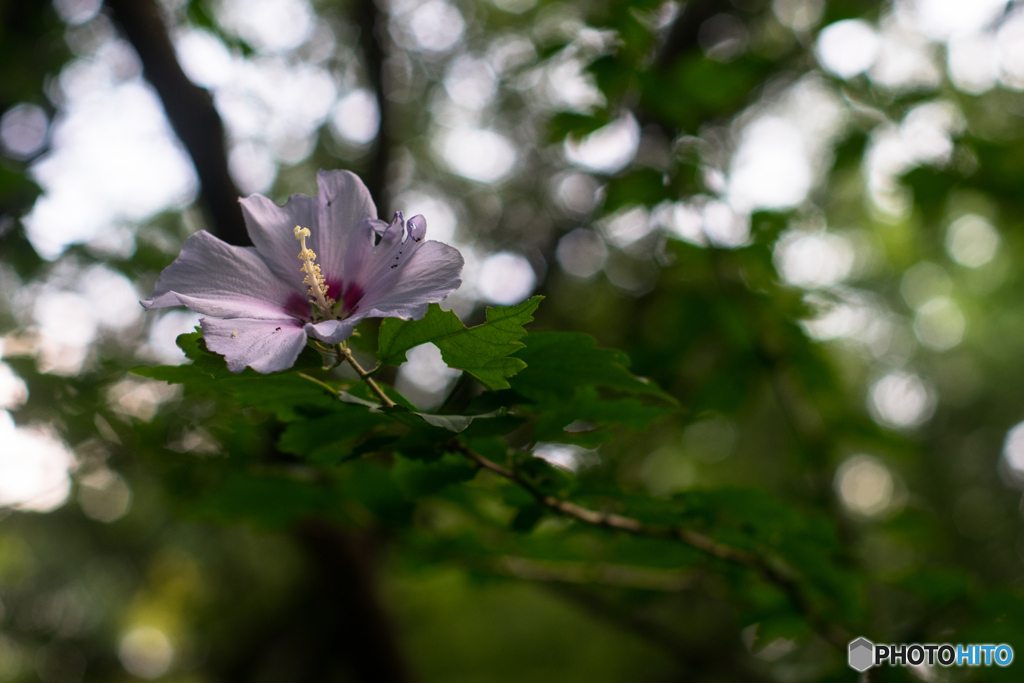 Isolated rose flower♪