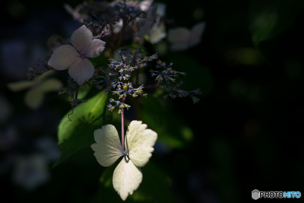 不揃いな紫陽花♪