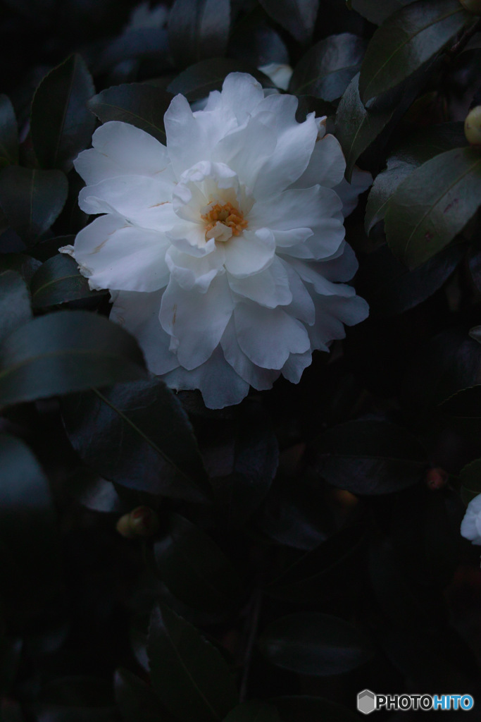 Sasanqua spring♪