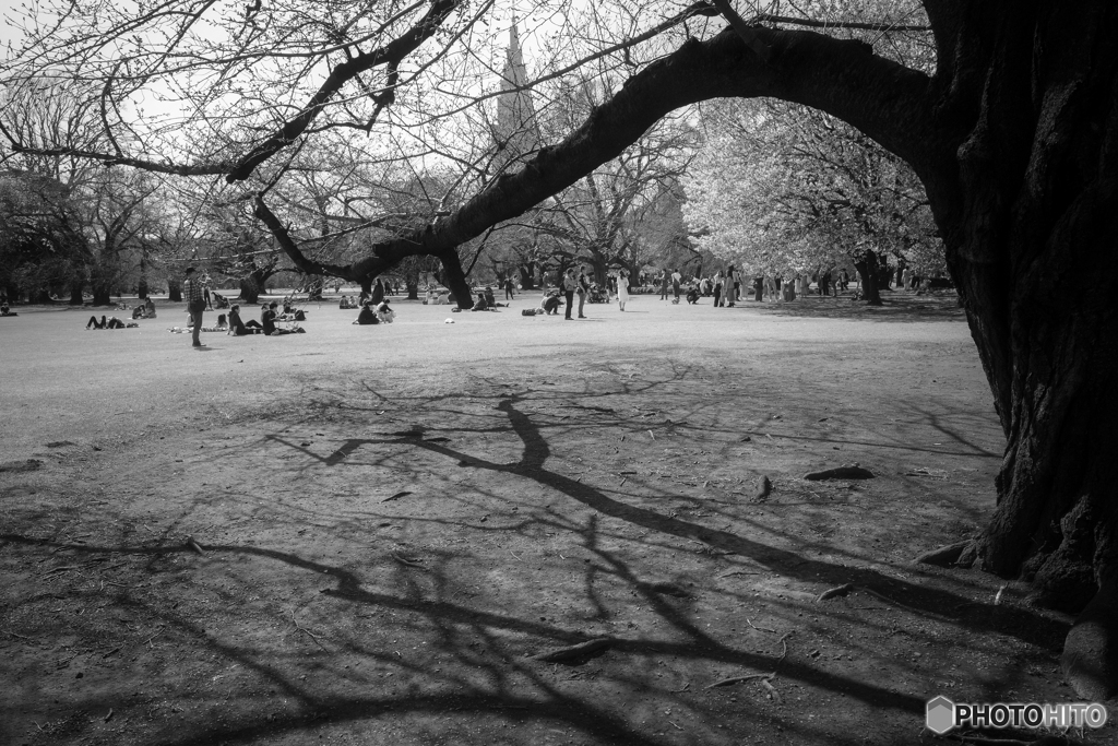 Central Park♪