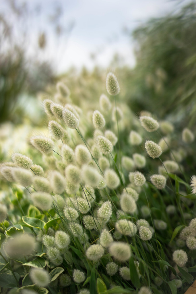 Awakening of Spring♪