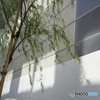 Willow of Ginza♪