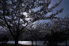 春の川辺