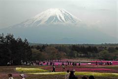 富士芝桜　