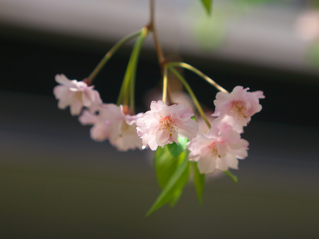 しだれ桜