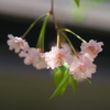 しだれ桜
