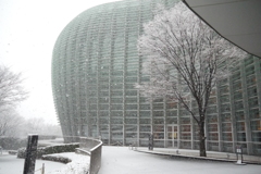桜吹雪