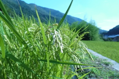 稲穂