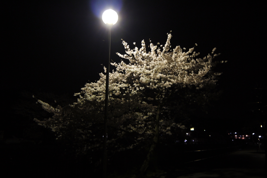 外灯の桜