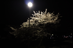 外灯の桜