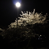 外灯の桜