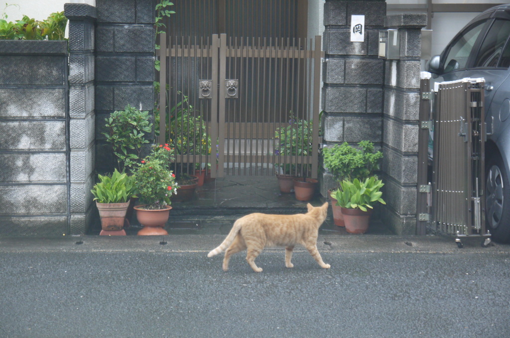 ちら見する猫