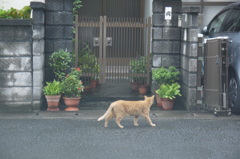 ちら見する猫