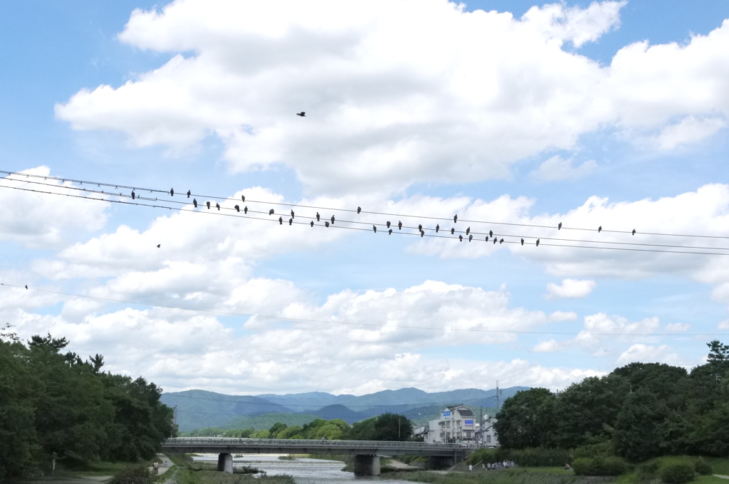 鳥の音符♪