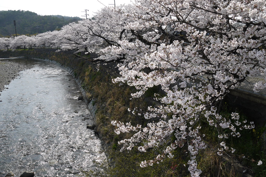 川沿いの桜並木