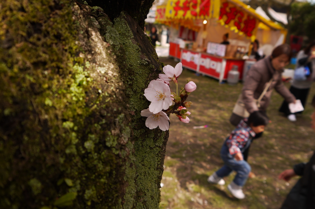 桜、少女咲く
