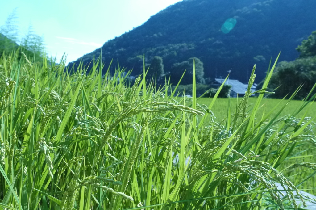 田んぼ