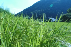 田んぼ