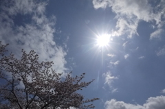 太陽と桜