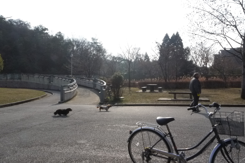 自転車とおじさん、犬