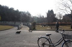 自転車とおじさん、犬