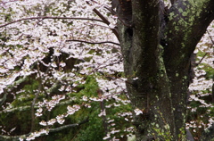 しっとり桜