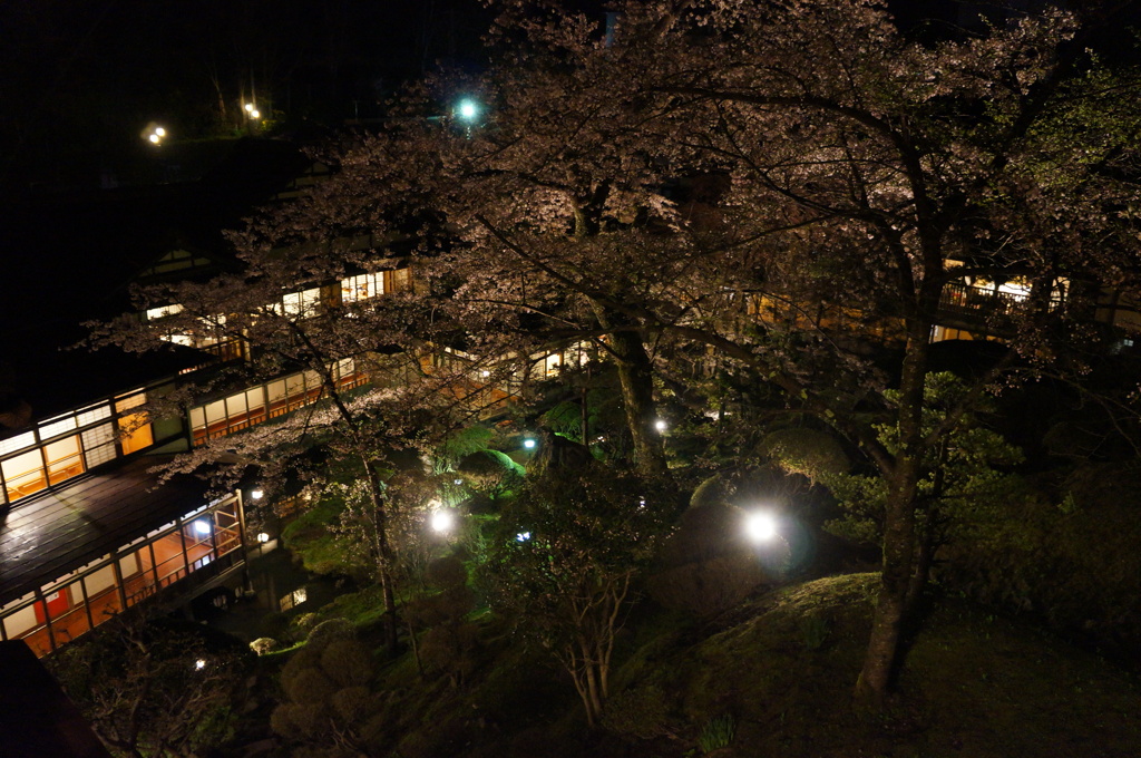 夜桜 独り占め