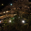 夜桜 独り占め