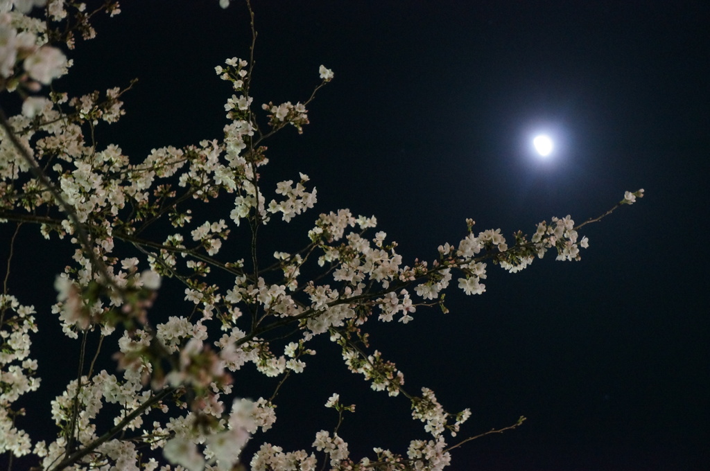 桜は八分  月齢は九