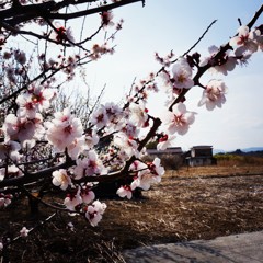 東京の桜散る頃  南相馬の梅