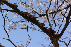 桜と仲良しキノコ達