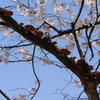 桜と仲良しキノコ達
