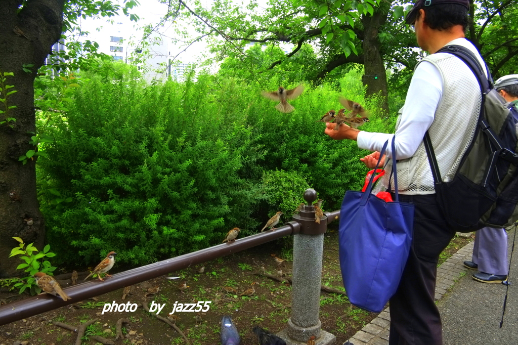 人の手から　餌をもらうスズメ