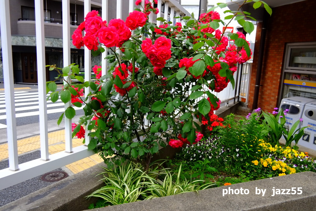 紅薔薇の　咲く季節