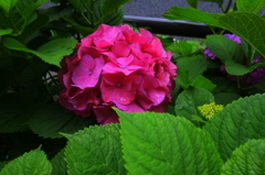 梅雨に　似合う花