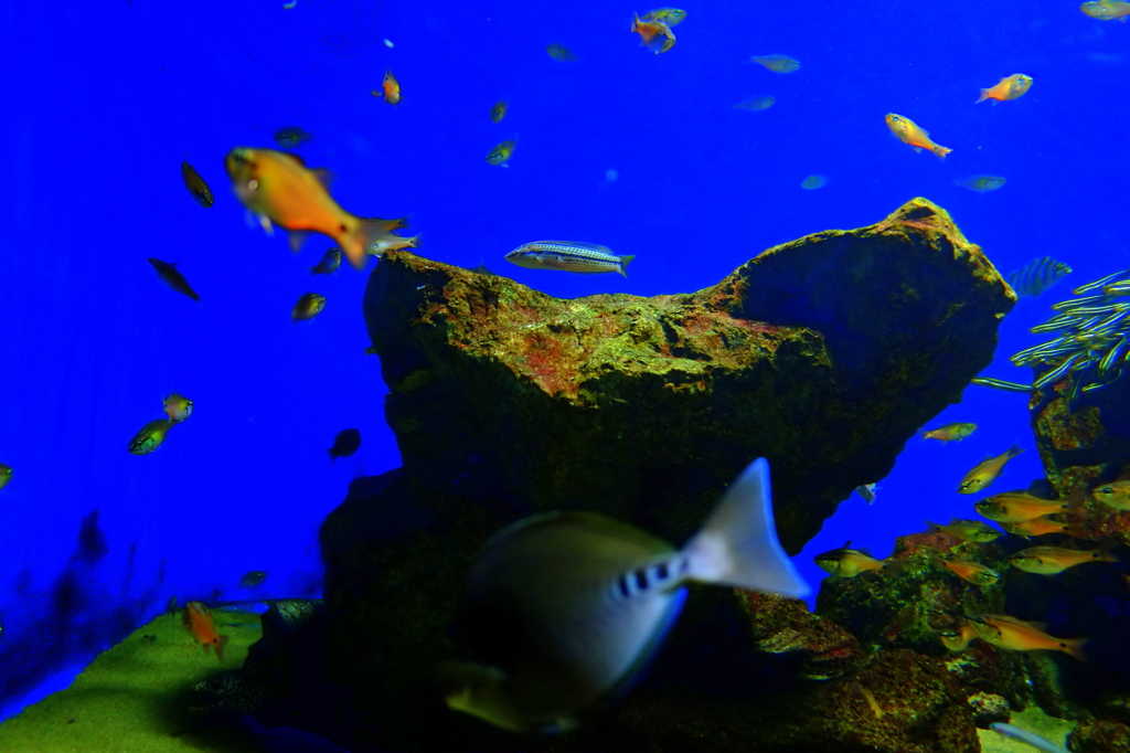 サンシャイン　水族館