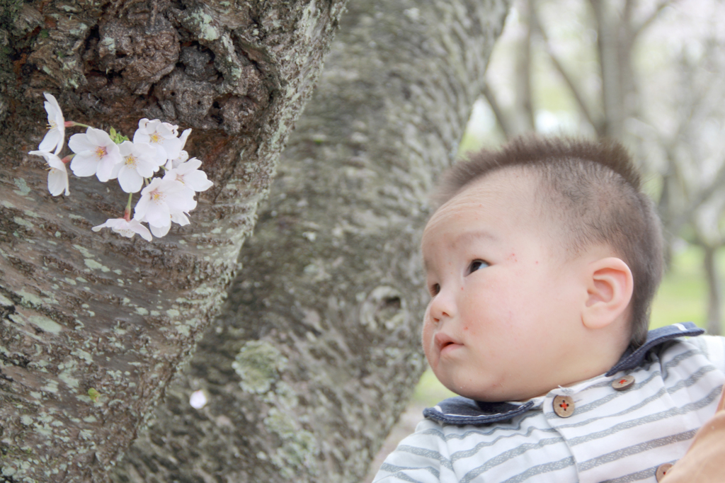 初めての桜