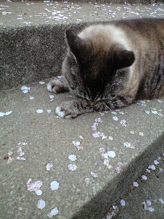 ぼすもお花見