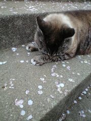ぼすもお花見