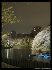 夜桜‐３