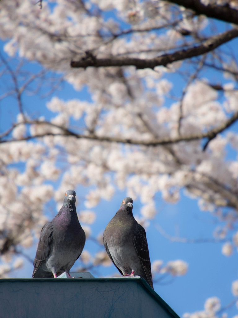 我々もお花見がしたいんです