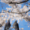我々もお花見がしたいんです