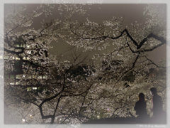 夜桜‐１