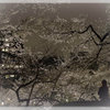 夜桜‐１