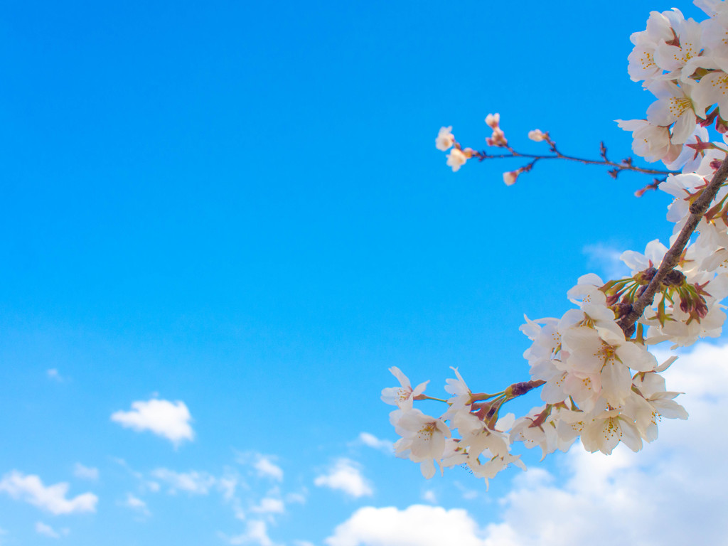 CHERRY BLOSSOM