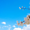 CHERRY BLOSSOM